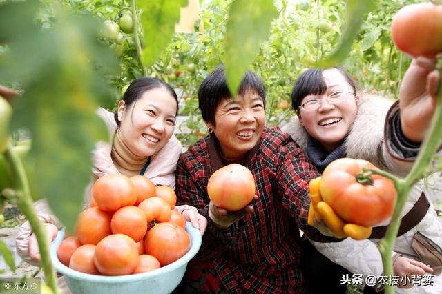 植物生长调节剂的数十种高效复配方法，你都会用？都用对了吗？9