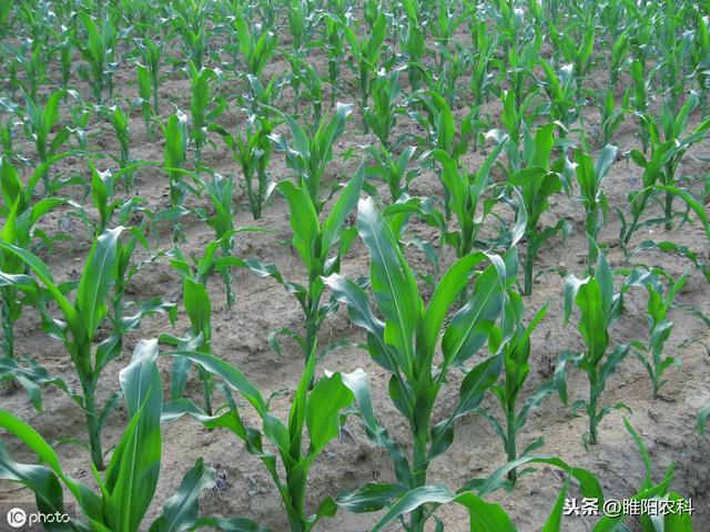 又一个超高效超安全的玉米田除草剂上市，对刺儿菜等恶性杂草特效5