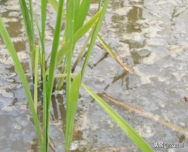 雨后暴晴，水稻叶片发卷，水面多泡沫，记住这2点，促分蘖保丰收2