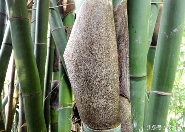 新鲜竹笋壳是什么垃圾竹笋壳有什么用