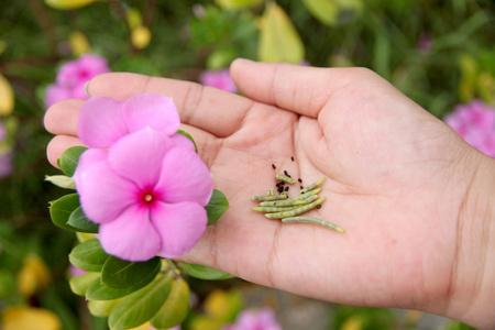 《十大养不死的花花期长（十大养不死的花草）》