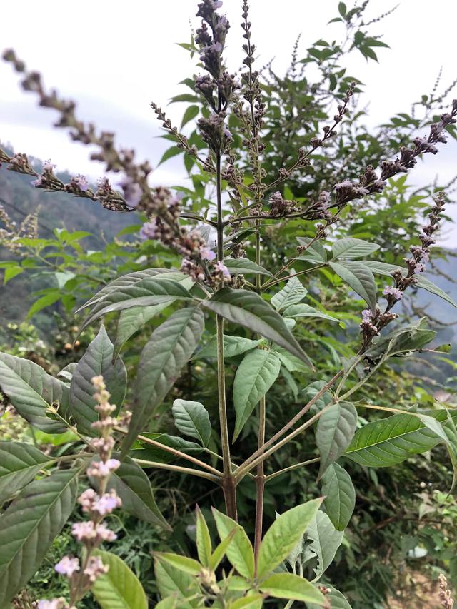 治脚气,可以试试民间常见植物-牡荆