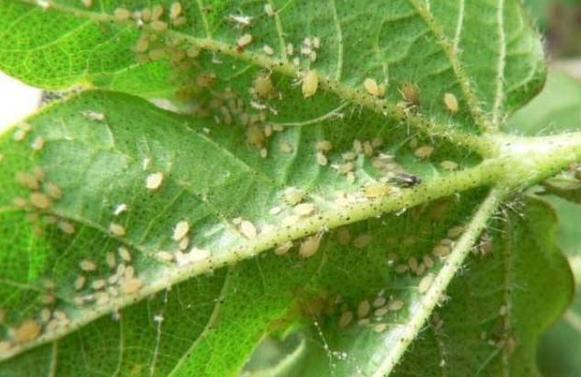 今年蚜虫爆发太厉害，15种防治蚜虫的方法，你知道多少？
