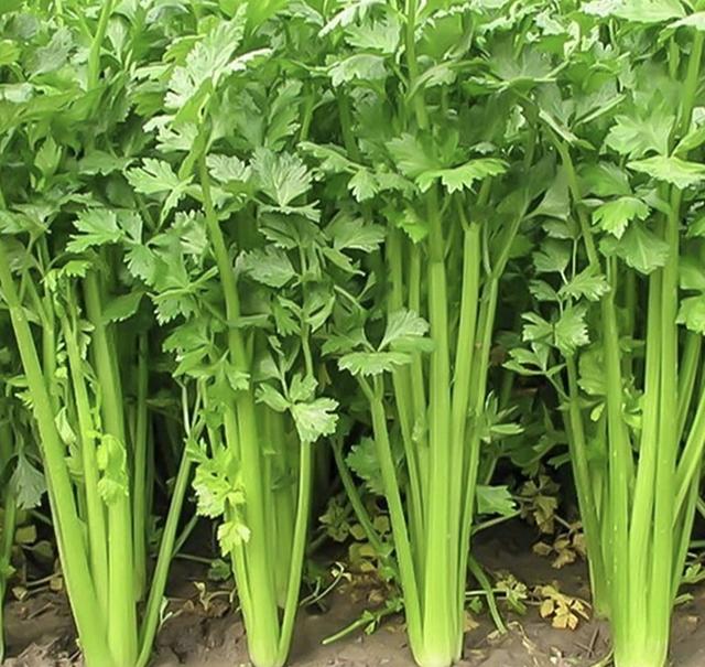 老山芹种植技术视频 如何栽培出长势好产量高、鲜嫩的芹菜呢？掌握这几点非常关键