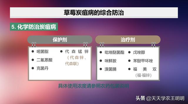 草莓炭疽病怎么治？5点经验+5个用药注意！全做对了丰产不愁8