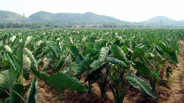 芋头常见病虫害种类以及防治技术3