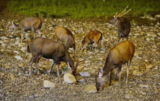 长期不吃盐会浑身无力？古人类不会提取盐，那他们是如何补充的？