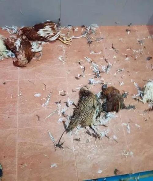 哈士奇饲养方法及技巧（新手养二哈要注意事项）