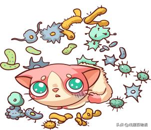 小猫很脏怎么办