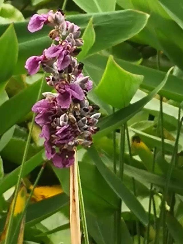 什么什么的田野