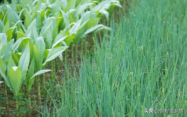 秋天应该吃什么蔬菜？