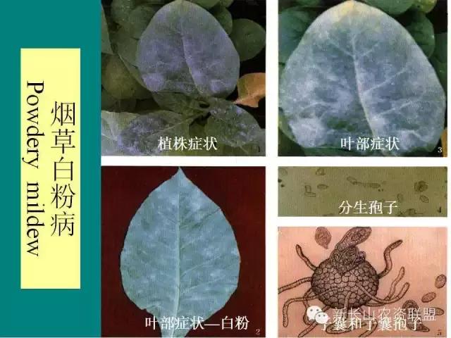 烟草病害及缺素图谱（史上最完全）6