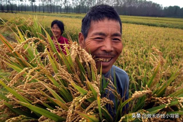 水稻什么时候收获产量最高？如何准确判断水稻最佳收获期？3