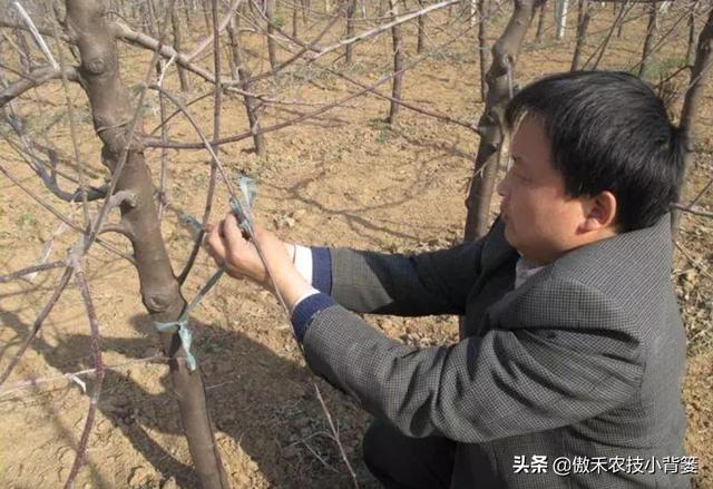 春季苹果萌芽期，要早施肥水、早修剪、早刻芽、早疏蕾、早喷药11