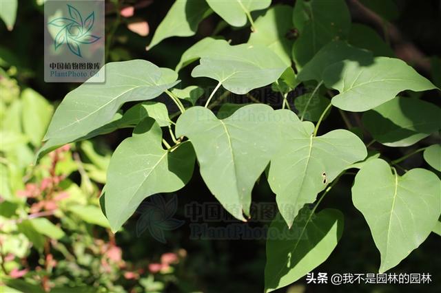 暴马丁香 暴马丁香（暴马丁香桑黄） 生活