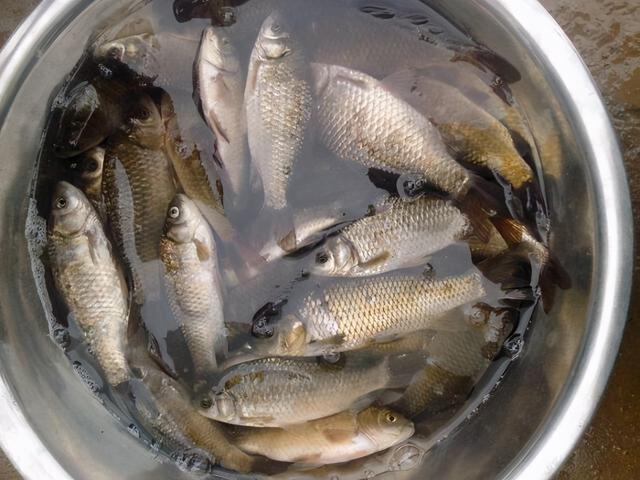 这5种鱼尽量少吃，或含脏东西，不妨来看一下