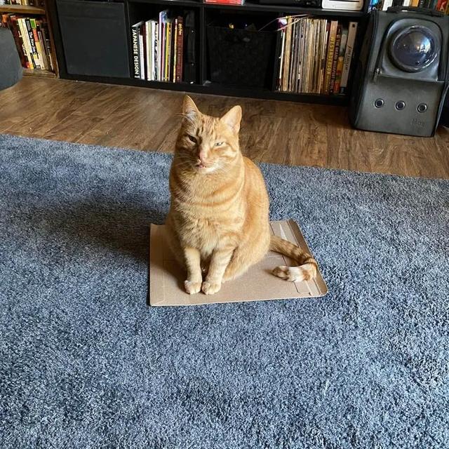 猫图片大全可爱 猫图片大全可爱