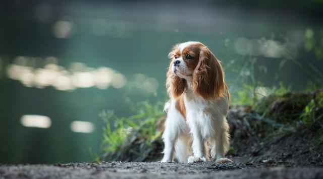 骑士查理王小猎犬
