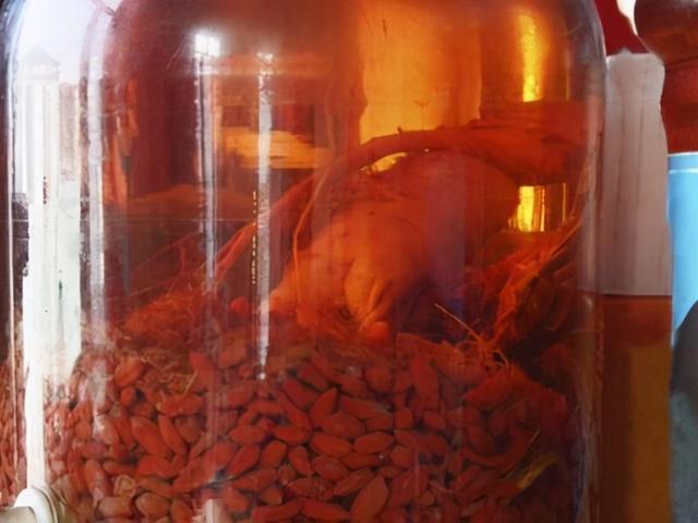 53岁男子，每天喝二两“人参泡酒”，半年后，身体发生了哪些变化