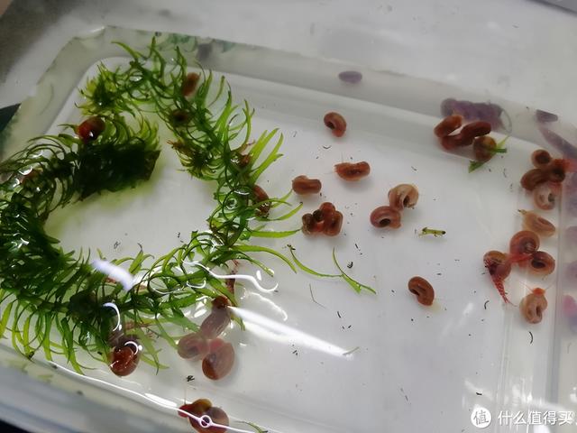 大蜗牛制砂机