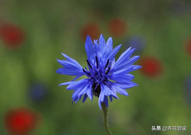 蓝色矢车菊