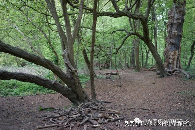 CAS 文旅｜孩子们原来喜欢这样的游乐场