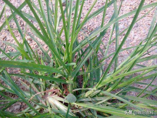 这个新药专治笔杆草、节节草、牛筋草、木贼，7天就能死干净4