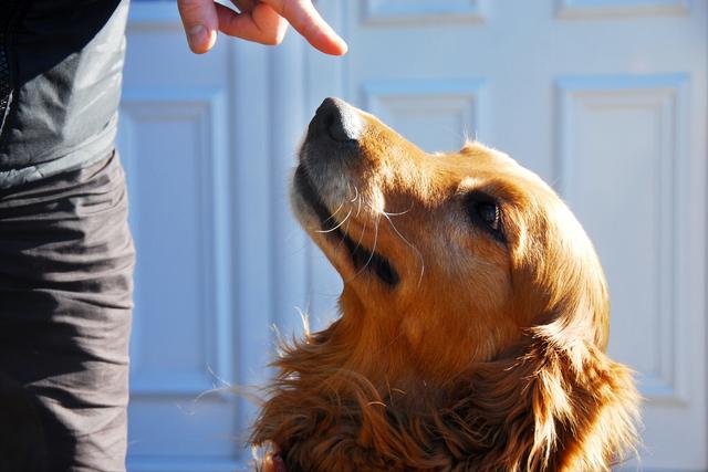 金毛犬