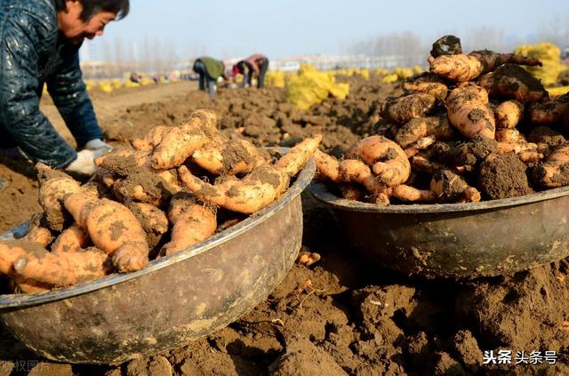 中药之地黄与砂仁