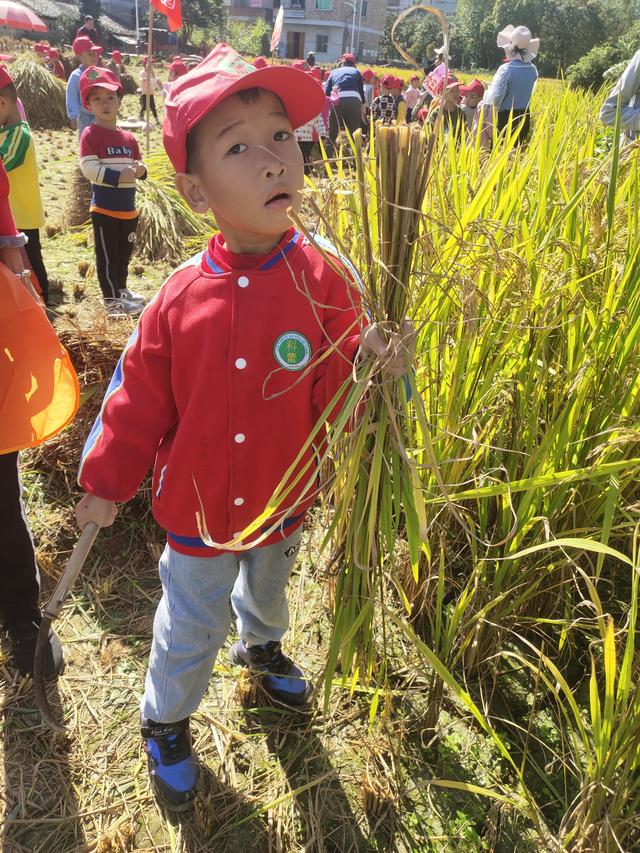 幼儿园的割水稻能手