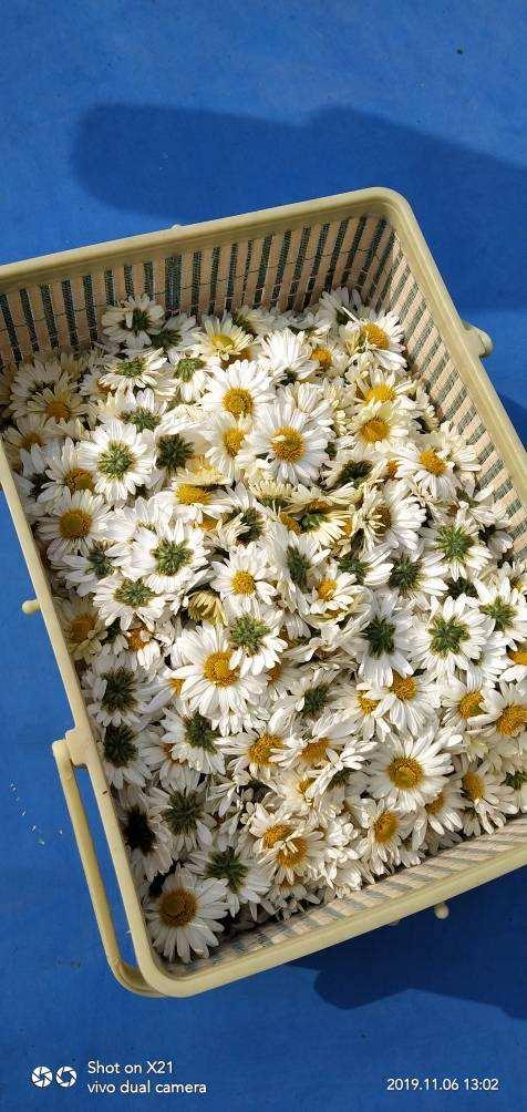 菊花茶图片
