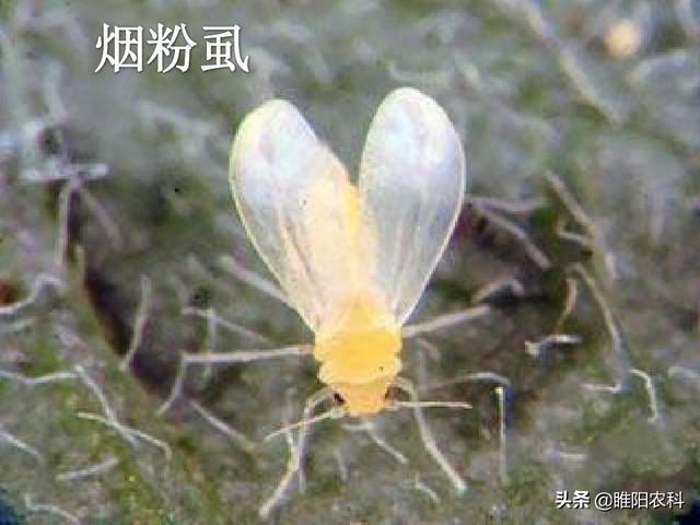 又一个防治蚜虫、粉虱的新药上市，比吡虫啉效果高17倍2