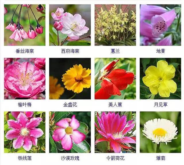 100秒延时识遍27种花速识课堂108种常见花卉x108种美60秒秒变花草达人