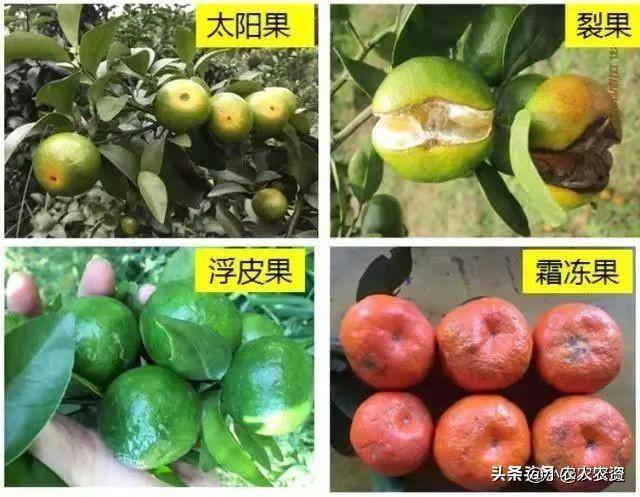 记住这1个“膨大素”配方，促坐果多，膨大快，上色匀，甜度高4