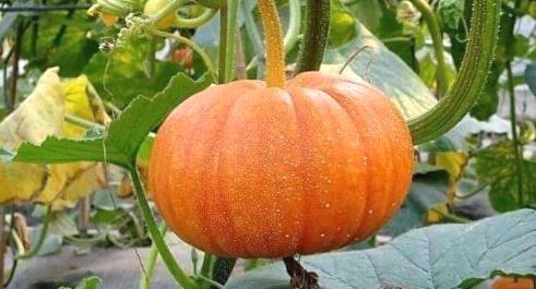 秋季“五瓜”要多吃，补水润燥有营养，常吃好处多，顺利度秋