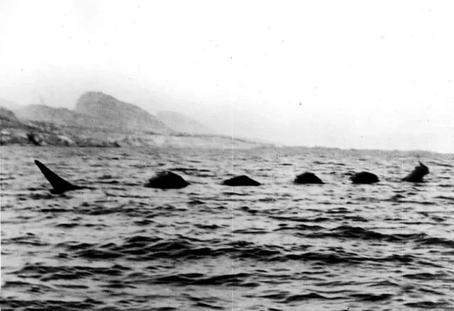 水怪真实照片，英国男子泛舟尼斯湖拍到水怪仅一天就被曝作假，水怪是否存在