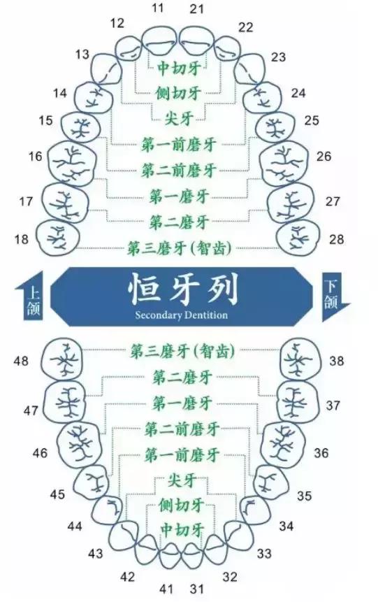 牙齿的名称示意图(牙齿28颗牙示意图) 资讯 第3张
