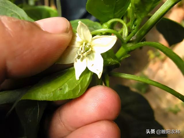 杀虫利器溴氰虫酰胺，几分钟击倒害虫，杀蓟马、蛴螬等几十种害虫2