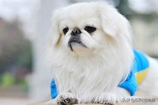 五栽深受国人喜爱益的中国宠物狗品栽
