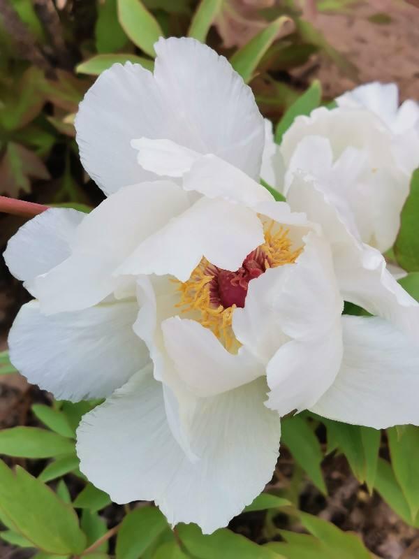 花卉名称