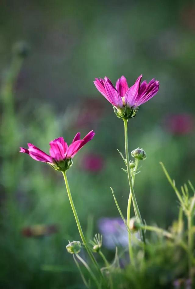 秋花亦醉人 全网搜