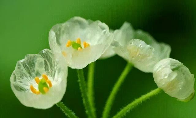 水晶花