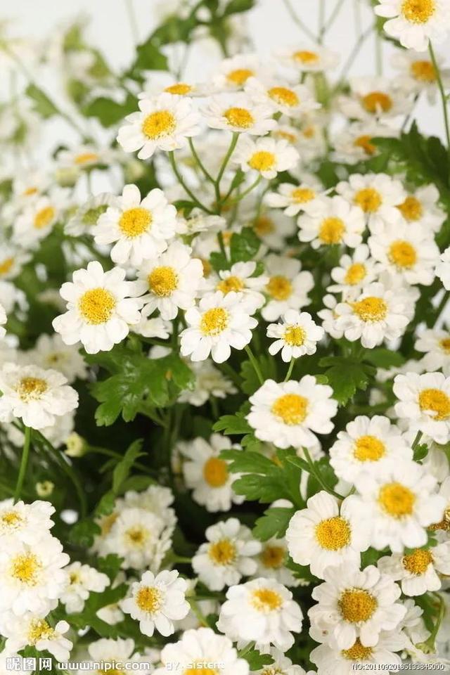 菊花茶的分类及功效