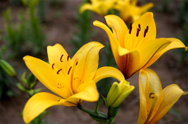 百合花的含义