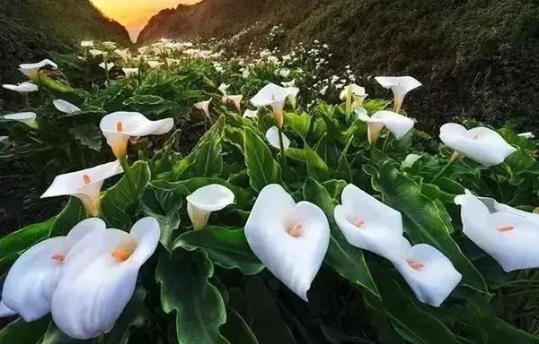 黄菊花的花语