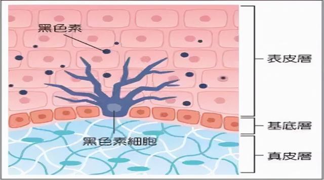 为什么和黑人生的孩子，基本都是黑的，或者黑的比例占了大部分？