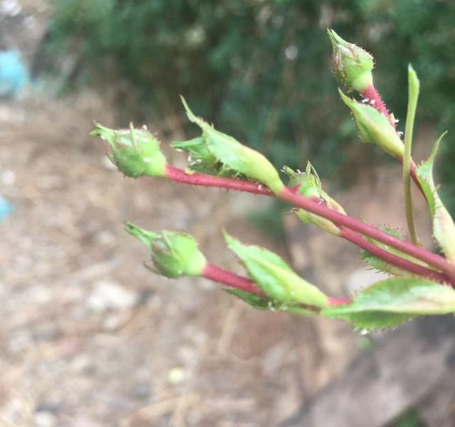 家里的花又招蚜虫了？用这2种药，统统都消灭5