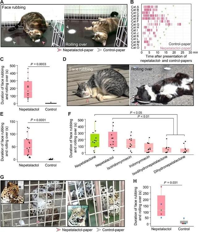 猫薄荷