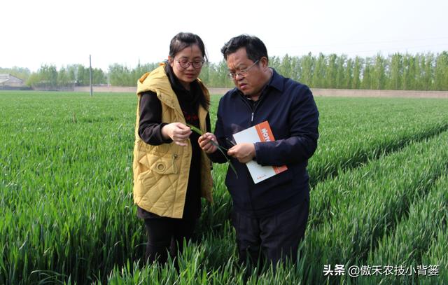 小麦抽穗扬花期重点防治赤霉病，打药时机的选择是关键4