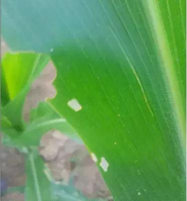 天越旱，虫害越重！玉米粘虫危害和发生原因特征，以及防治方法2